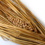 mame_image_1