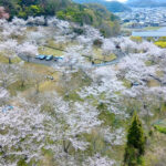 yakuzenharu_image_0