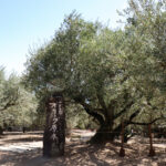 olive_image_21