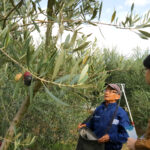 olive_image_22